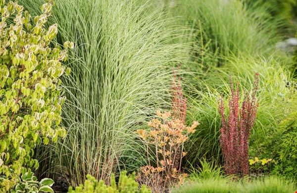 Het geheim van een tuin die er het hele jaar aantrekkelijk uitziet